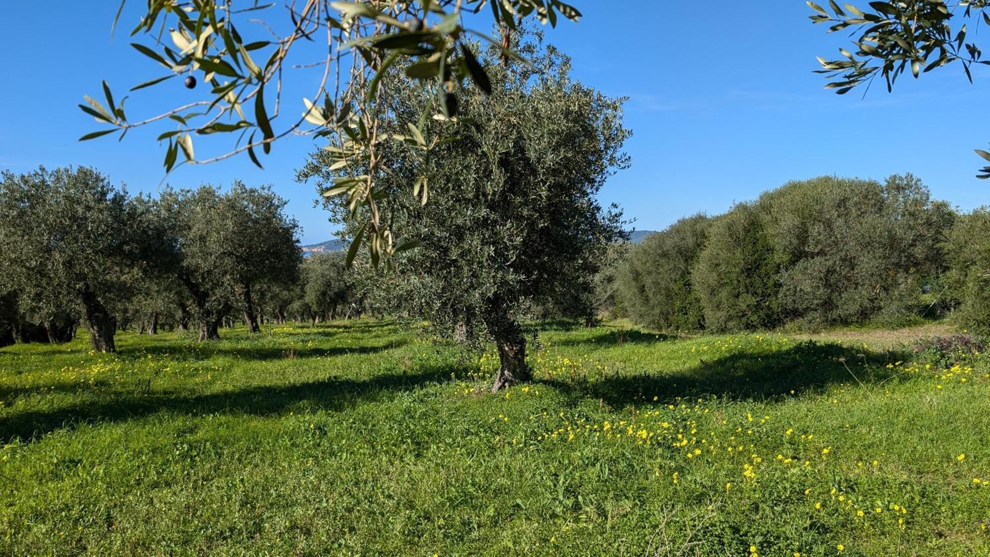Casale Valverde Alghero Dış mekan fotoğraf